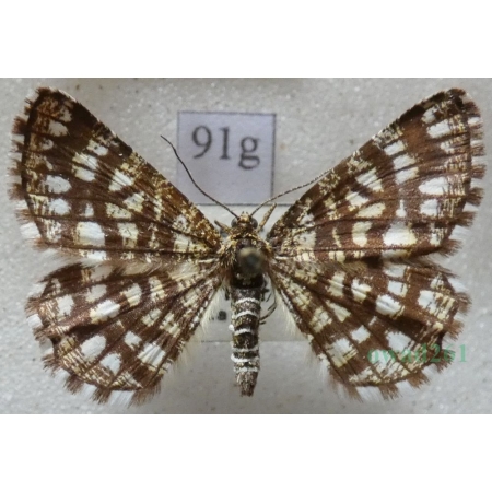 Chiasmia clathrata (Linnaeus, 1758) Witalnik naostrzak Czech91g